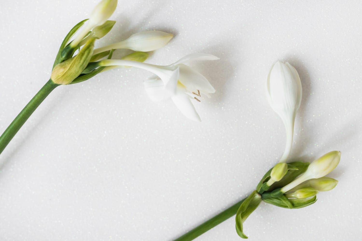 Parfum tuberoze – parfum profund și cu mult simbolism în spate